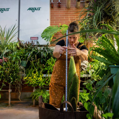 Christina Hipshier measures a green plant in a pot within a greenhouse with a yard stick.